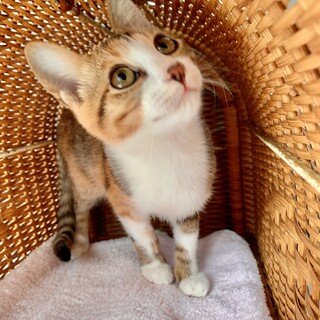 フレンドリーな穏やかな　ぺぺちゃん❣️ニカ月