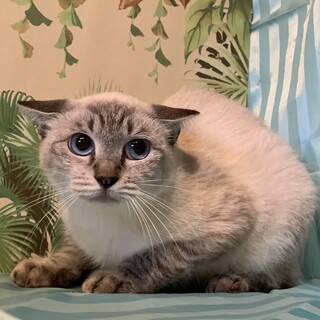 2歳弱♀青い目の優しいビビリ