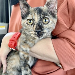 超フレンドリーなサビ猫のネネちゃん❣️ニカ月弱