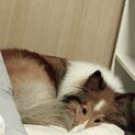 甘え上手なシェルティー
