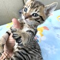 里親さま決まりました☆
