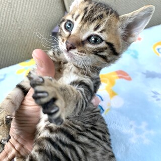 里親さま決まりました☆