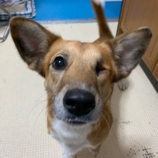 片目が見えなくても愛嬌たっぷりウィッキーちゃん