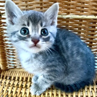 里親さま決まりました☆