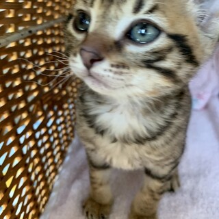 里親さま決まりました☆