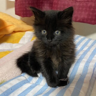2ヶ月長毛黒猫男の子
