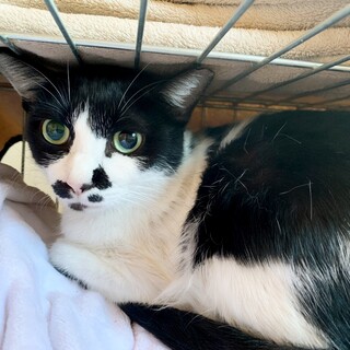 人が大好き！温厚な4匹の子のママ。4歳。