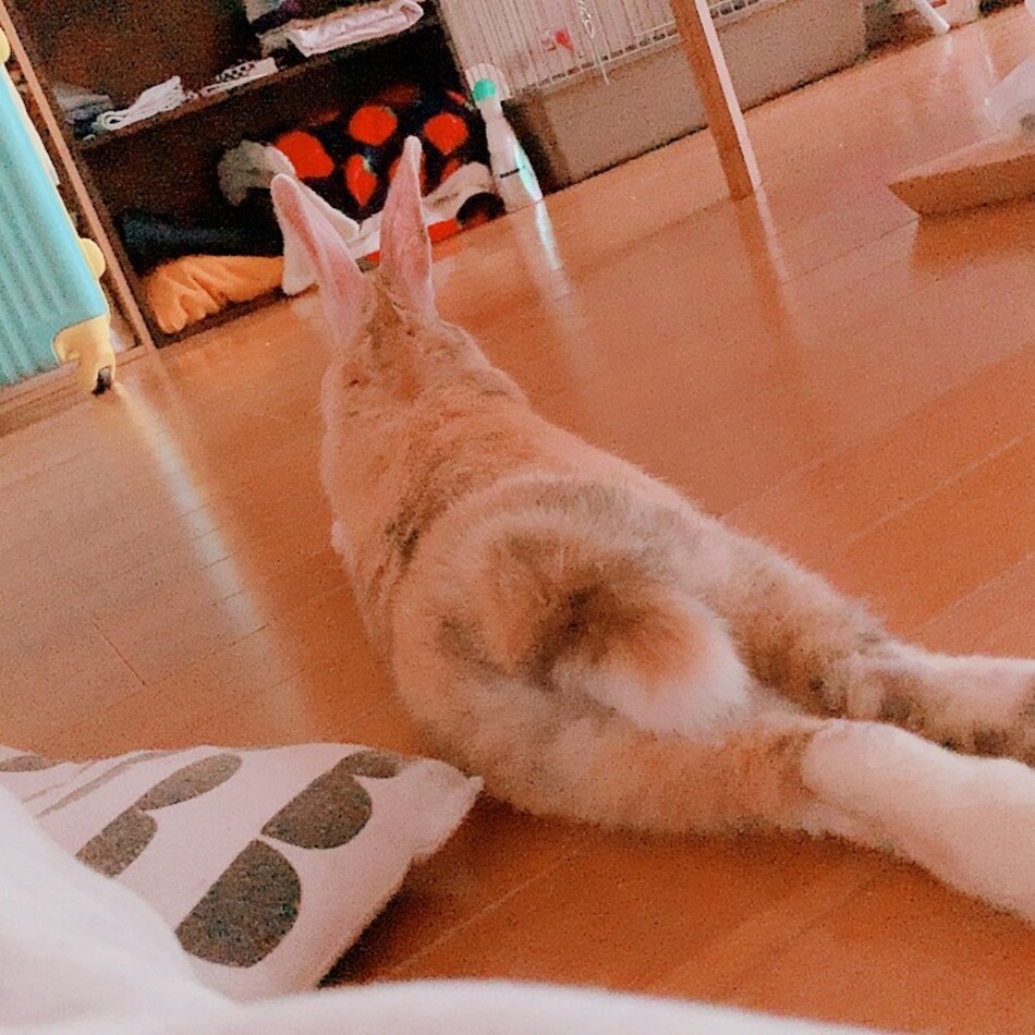 ぷうさん ウサギ ペットのおうち 月間利用者150万人