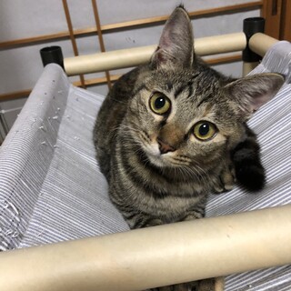 なつこいナナミちゃん半年位　避妊手術済み
