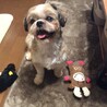 今日から家族になりました。風太君です。
