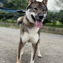 とても性格のいい四国犬の女の子・いなりです！