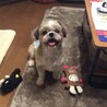 今日から家族になりました。風太君です。
