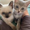 2ヵ月くらいのきょうだいです