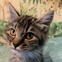 ［募集一時停止］長毛グレートラ♂子猫