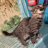 ［募集一時停止］長毛グレートラ♂子猫 サムネイル5