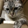 シロ