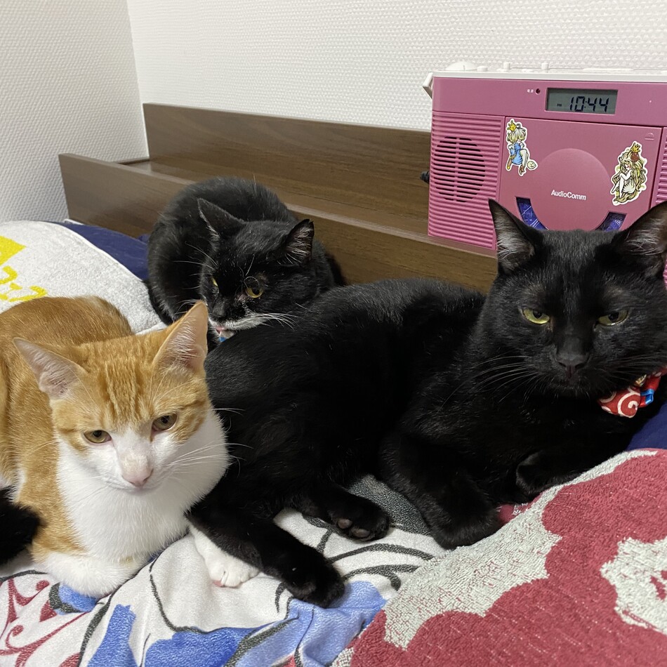 まめのカバー写真
