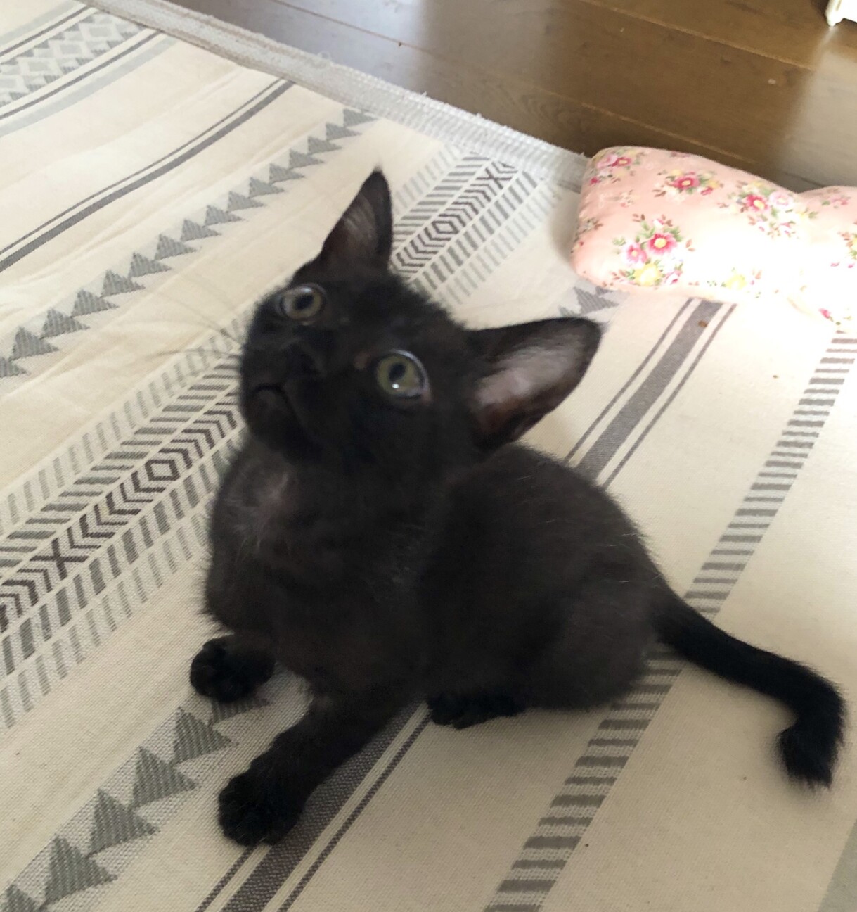 こうもり族 の黒子猫 大阪府 猫の里親募集 ペットのおうち 月間利用者150万人