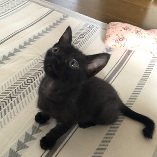 こうもり族（？）の黒子猫