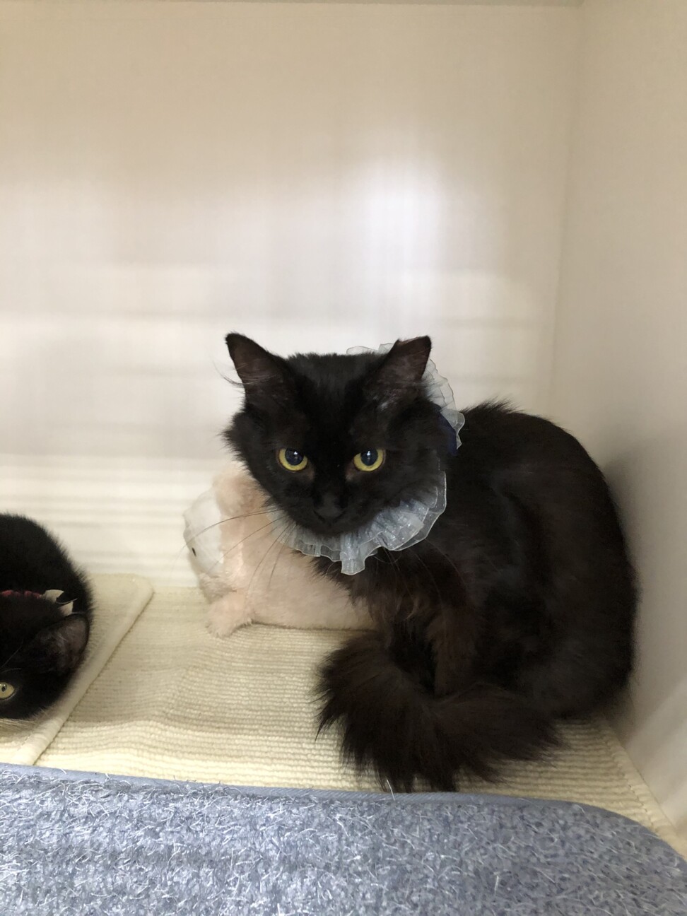 高貴な猫さま　フワちゃんです♪ サムネイル2