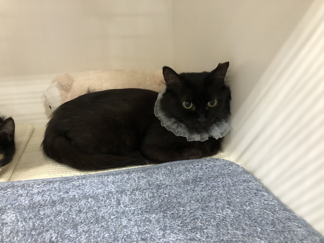 高貴な猫さま　フワちゃんです♪ サムネイル5