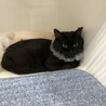 高貴な猫さま　フワちゃんです♪ サムネイル5