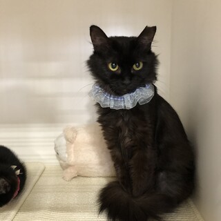 高貴な猫さま　フワちゃんです♪