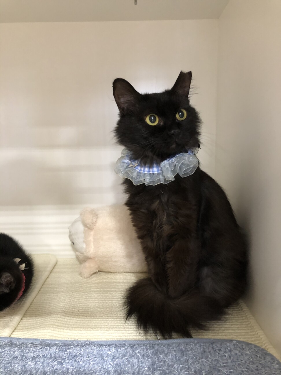 高貴な猫さま　フワちゃんです♪ サムネイル7