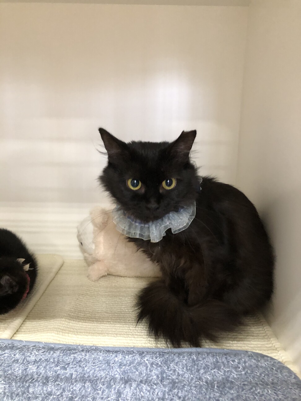 高貴な猫さま　フワちゃんです♪ サムネイル6