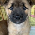 仔犬のゴローちゃん