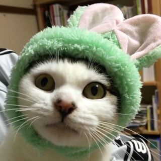 名前を呼ぶとゴロン！人が大好き、甘えん坊の女の子