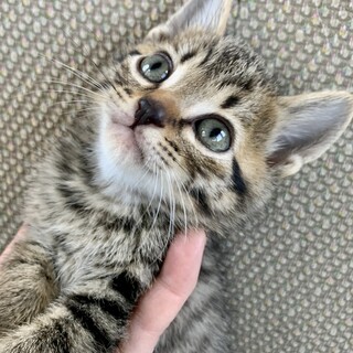 里親さま決まりました☆