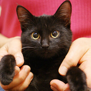  撫でられるとついゴロゴロ  