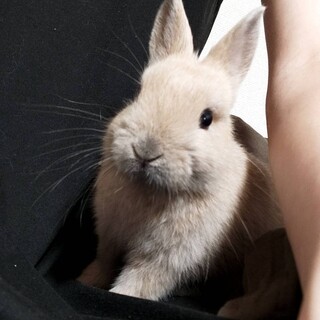 ネザーランドドワーフ　生後一ヶ月半　♂️