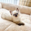 【シャムミックス】長毛子猫のふわくん