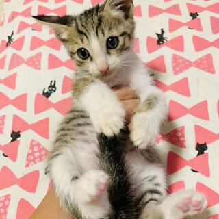 【丸顔で可愛い】きゅう太くん⭐︎生後2ヶ月半