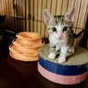 【丸顔で可愛い】きゅう太くん⭐︎生後2ヶ月半 サムネイル2