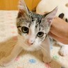 【丸顔で可愛い】きゅう太くん⭐︎生後2ヶ月半 サムネイル5
