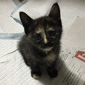 小平市近隣希望★頭が良くて甘えんぼ♥２ヶ月齢