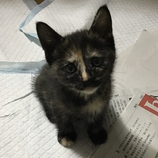 小平市近隣希望★頭が良くて甘えんぼ♥２ヶ月齢