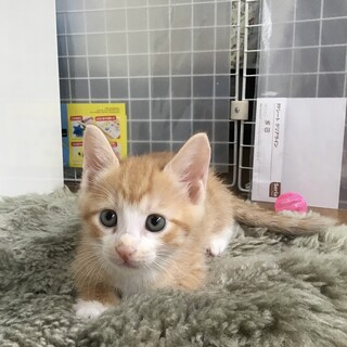 小平市近隣希望★人が大好き甘えんぼ♥２ヶ月齢