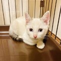 【白多めシャムミックス】丸顔のモコくん