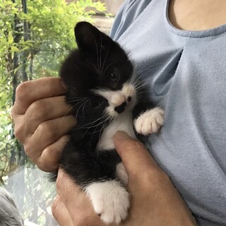 小平市近隣希望★甘えん坊のラッキーボーイ♥２ヶ月齢
