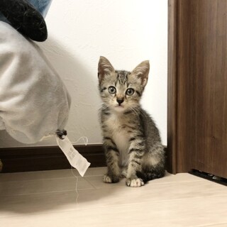 【まん丸おめめ】キジトラ子猫のととくん