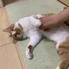 の写真