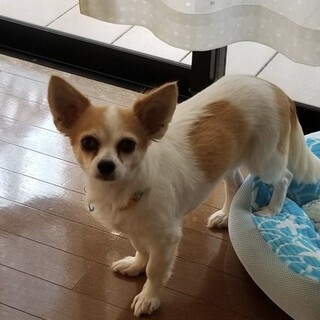 チワワうめちゃん５才