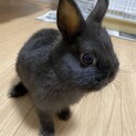 ネザーランドドワーフ8月17日産まれ