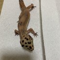 ヒョウモントカゲモドキ  