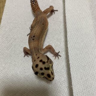 ヒョウモントカゲモドキ  
