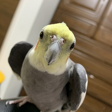 カメラを向けるとついワキが開いてしまいます